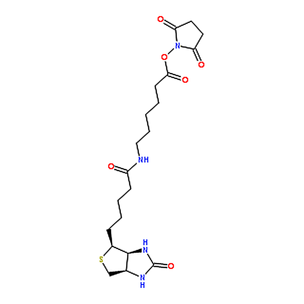 RHAWN N-Succinimidyl 6-Biotinamidohexanoate