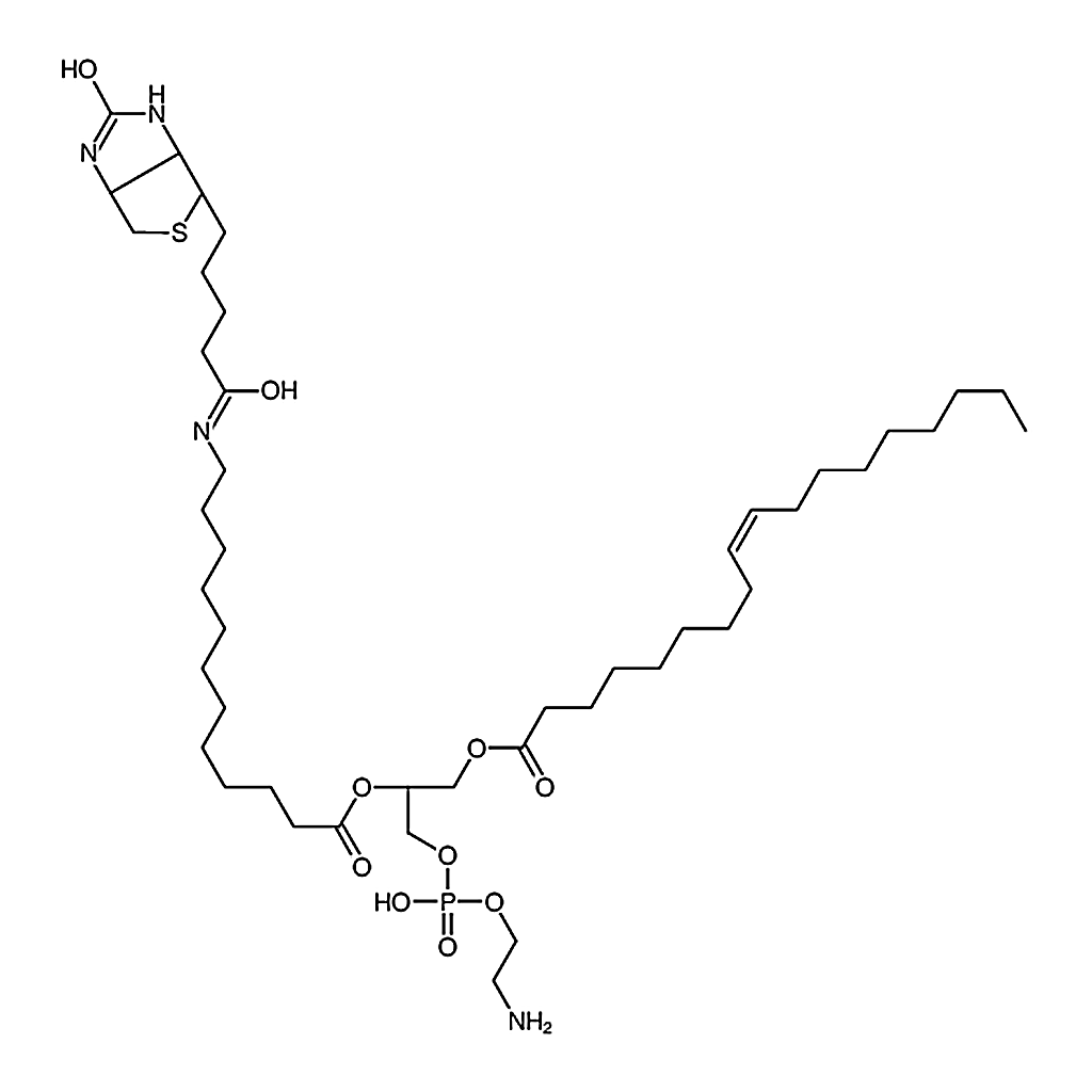 RHAWN 1-oleoyl-2-(12-biotinyl(aminododecanoyl))-sn-glycero-3-phosphoethanolamin