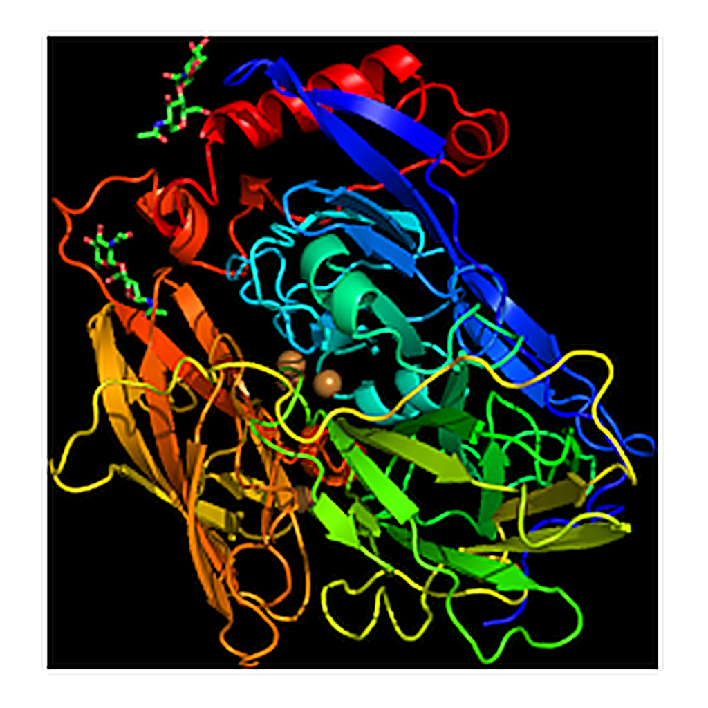RHAWN Bilirubin Oxidase