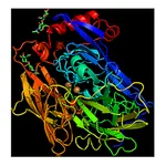 RHAWN Bilirubin Oxidase