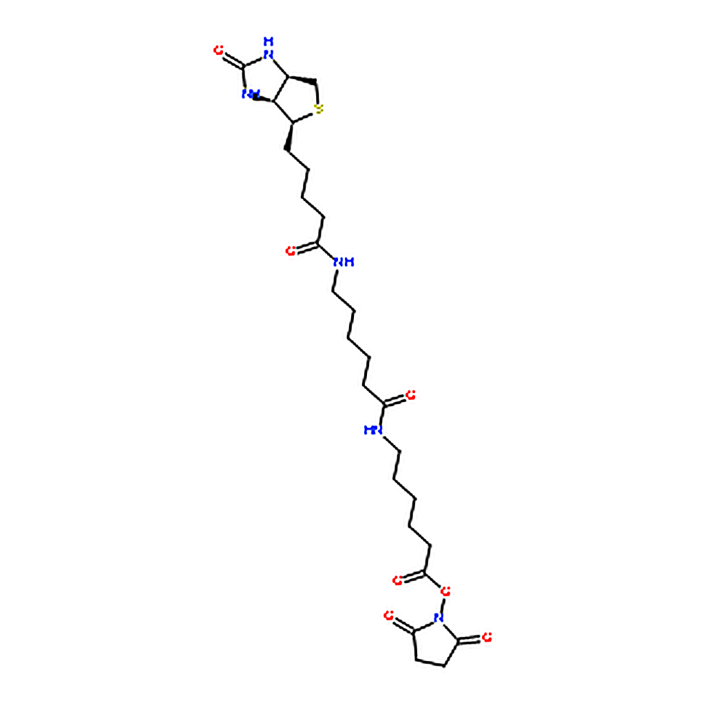 RHAWN Biotinamidohexanoyl-6-aminohexanoic acid N-hydroxysuccinimide ester