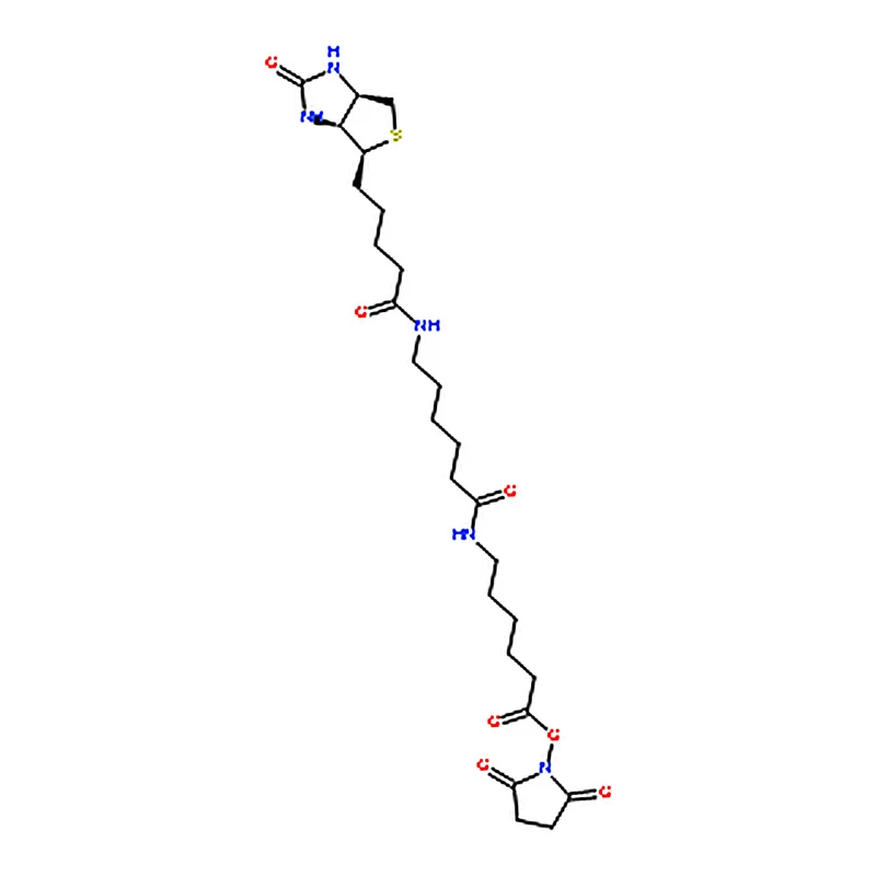 RHAWN Biotinamidohexanoyl-6-aminohexanoic acid N-hydroxysuccinimide ester