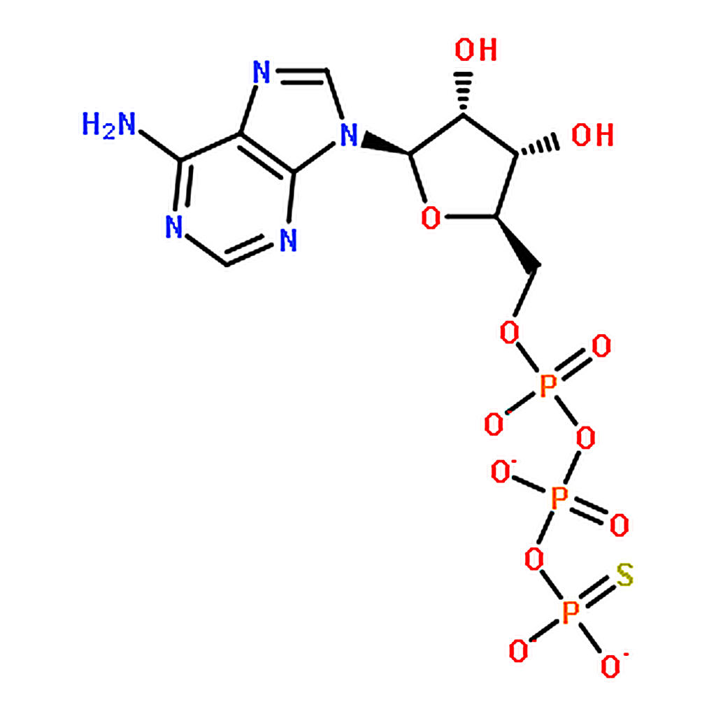 RHAWN Adenosine 5'-(┚-thio)-triphosphate (lithium salt) (ATP┚S)