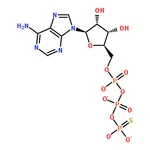 RHAWN Adenosine 5'-(┚-thio)-triphosphate (lithium salt) (ATP┚S)