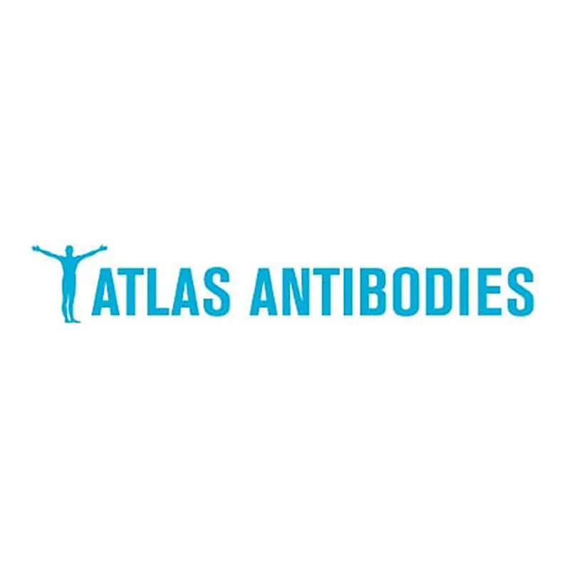 Atlas Antibodies Anti-ABCC11 Antibody