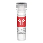 Thermo Fisher Scientific Cyclophilin 40 Polyclonal Antibody