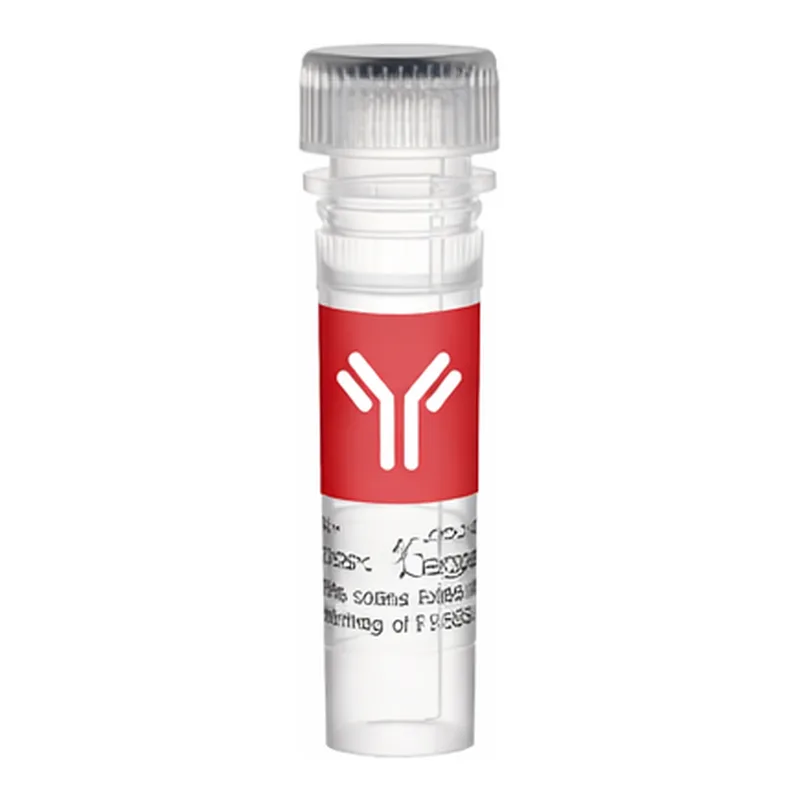 Thermo Fisher Scientific MYBPC3 Polyclonal Antibody