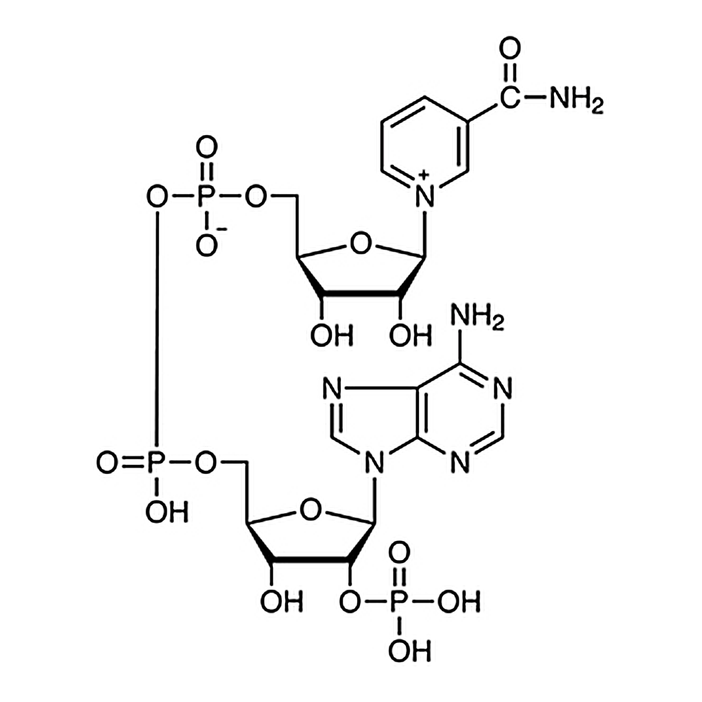 TCI β-Nicotinamide Adenine Dinucleotide Phosphate [for Biochemical Research]
