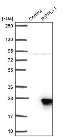 Merck Anti-RIPPLY1 antibody produced in rabbit