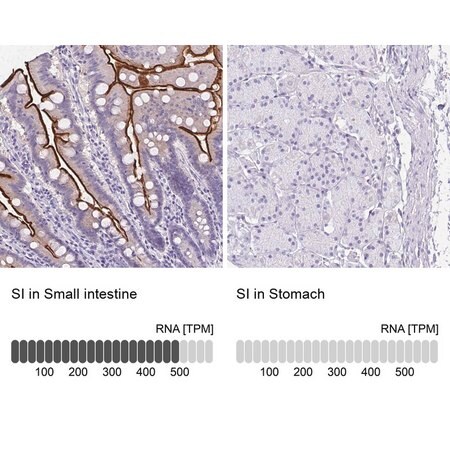 Merck Anti-SI antibody produced in rabbit