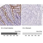 Merck Anti-SI antibody produced in rabbit