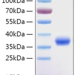 Merck RECOMBINANT 2019-NCOV SPIKE RBD PROTEIN&