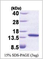 Merck FKBP1A/FKBP12, HUMAN