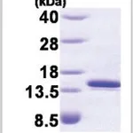 Merck FKBP1A/FKBP12, HUMAN