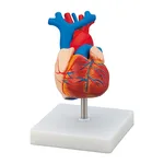 AS ONE Cardiac Model, 심장 모델