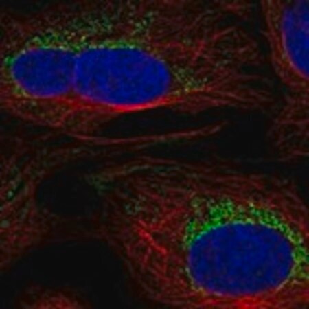 Merck Anti-SLC6A17 antibody produced in rabbit