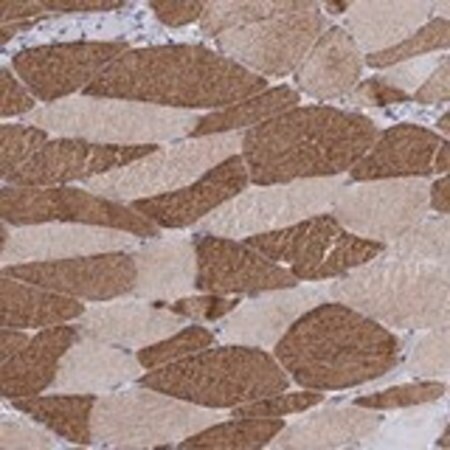 Merck Anti-MYMX antibody produced in rabbit
