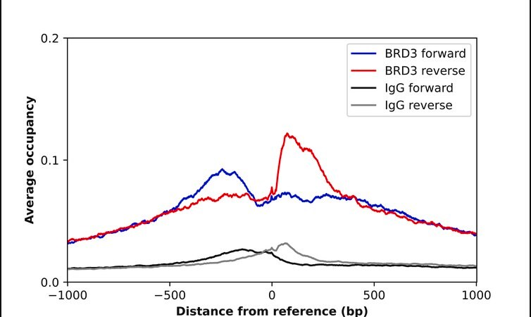 Merck Anti-BRD3 antibody produced in rabbit