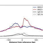Merck Anti-BRD3 antibody produced in rabbit