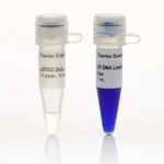 Thermo Fisher Scientific pBR322 DNA/BsuRI (HaeIII) Marker