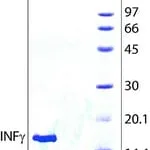 Merck INTERFERON-GAMMA HUMAN , >=98% (SDS&