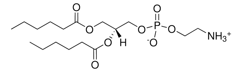Merck 06:0 PE