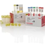 Thermo Fisher Scientific TOPO TA Cloning Kit, Dual Promoter, with pCRII-TOPO Vector and One Shot TOP10 Electrocomp E. coli, 25 Reactions