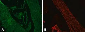 Merck ANTI-DESMIN DEVELOPED IN RABBIT &