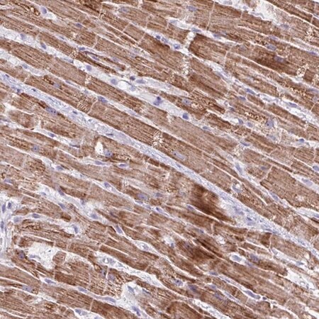 Merck Anti-MT-ND4 antibody produced in rabbit