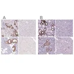 Merck Anti-BSND antibody produced in rabbit