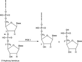 Merck PHOSPHODIESTERASE I FROM CROTALUS ADAMA&