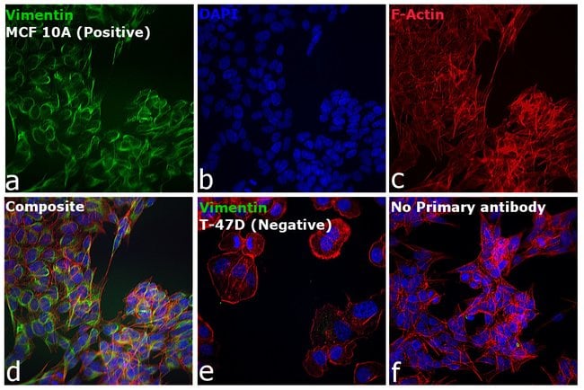 Thermo Fisher Scientific Goat anti-Mouse IgG, IgM (H+L) Secondary Antibody, FITC