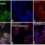 Thermo Fisher Scientific Goat anti-Mouse IgG, IgM (H+L) Secondary Antibody, FITC