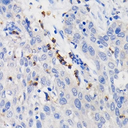 Merck Anti-CD11b/ITGAM antibody produced in rabbit