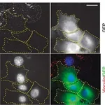 Merck MOUSE MONOCLONAL ANTI-VINCULIN CLONE VI&