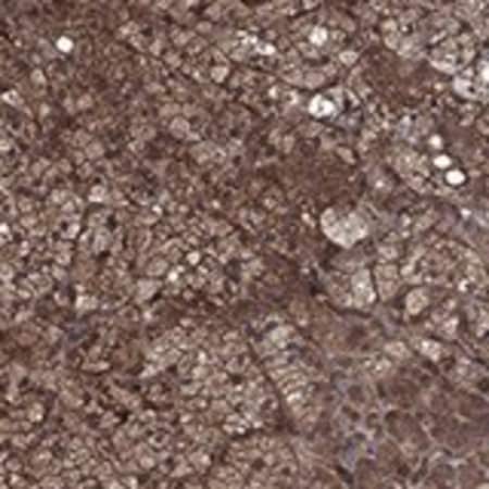 Merck Anti-CUTC antibody produced in rabbit