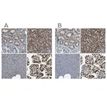 Merck Anti-ACBD5 antibody produced in rabbit