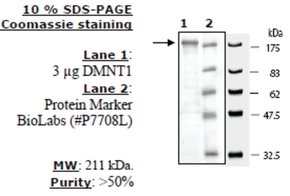 Merck DNMT1 ACTIVE HUMAN