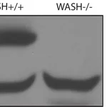 Merck Anti-WASH1 antibody produced in rabbit