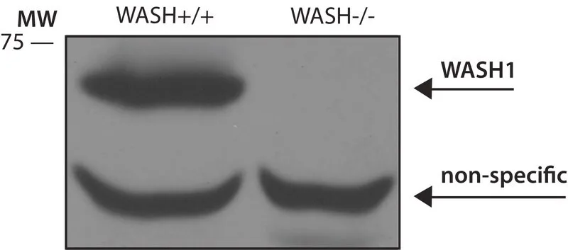Merck Anti-WASH1 antibody produced in rabbit