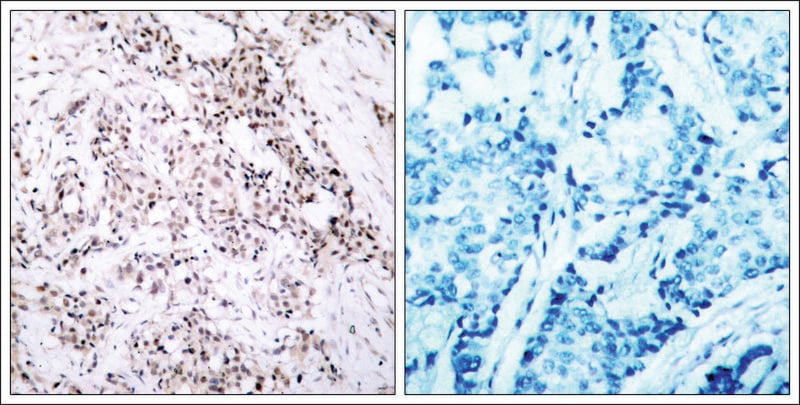 Merck Anti-ESR1 (Ab-106) antibody produced in rabbit