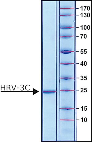 Merck HRV-3C PROTEASE