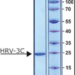 Merck HRV-3C PROTEASE