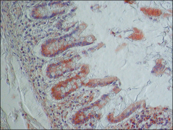 Merck Anti-NOX1 antibody produced in rabbit