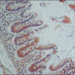 Merck Anti-NOX1 antibody produced in rabbit
