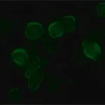 Merck ANTI-VSV-G, ANTIBODY PRODUCED IN RABBIT