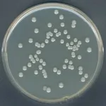 Merck Plate Count Agar according to Buchbinde&