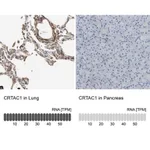Merck Anti-CRTAC1 antibody produced in rabbit