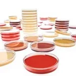 Merck Sabouraud 4% Glucose AgarNutriSelect Pl&