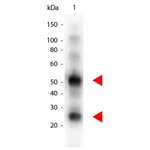 Thermo Fisher Scientific Donkey anti-Goat IgG (H+L) Secondary Antibody
